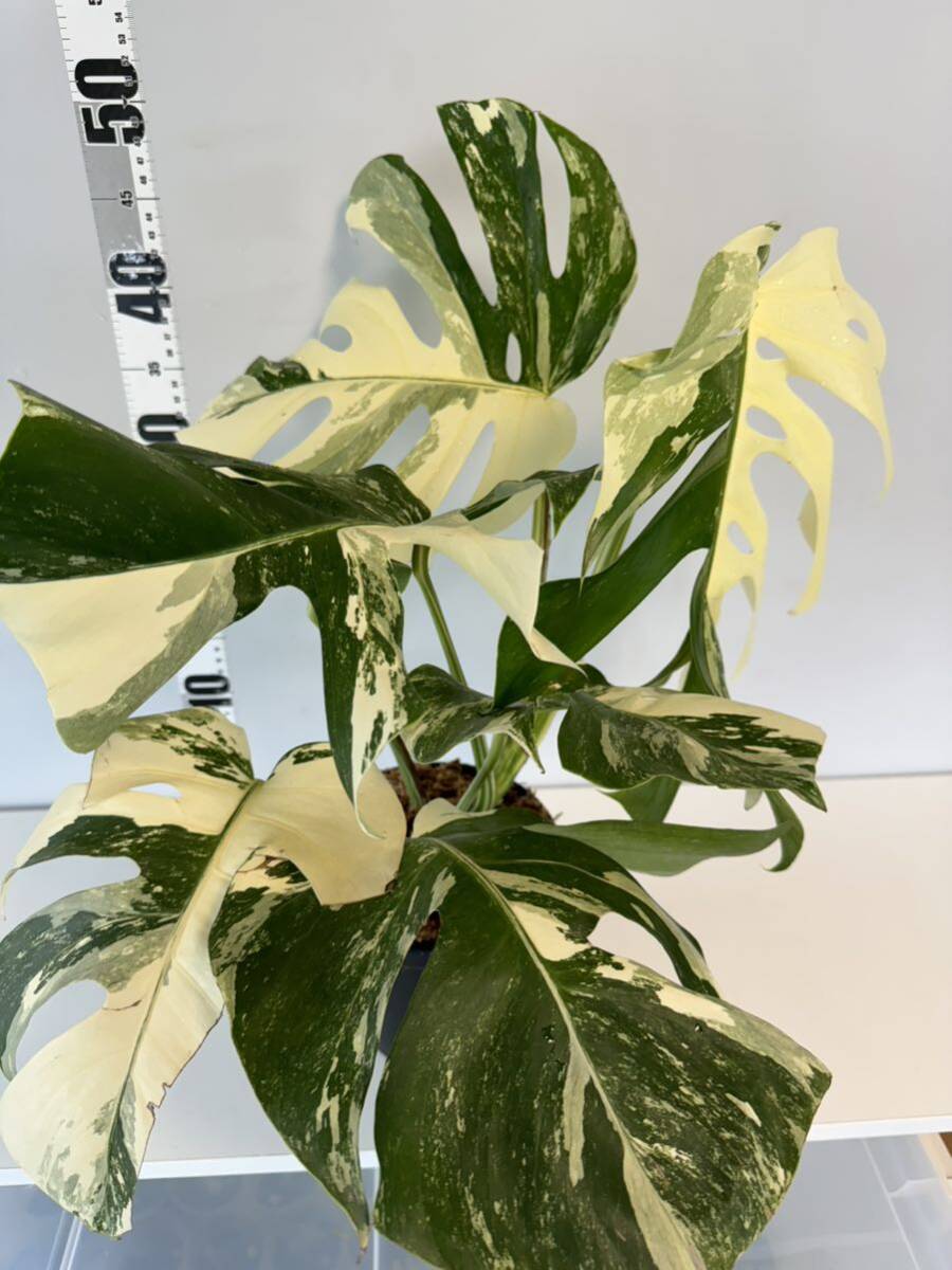 5 モンステラ ボルシギアナ アルボ ホワイトタイガー斑入り Monstera Borsigiana Albo Variegatedトップカットの画像2