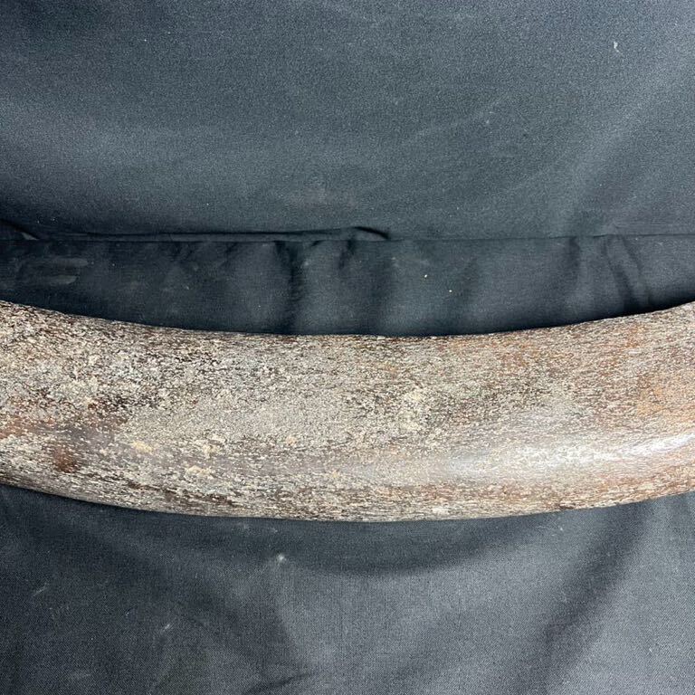 希少 ナウマンゾウ 象牙 化石 全長102㎝ 重さ 10.74kg 標本 歴史資料 _画像8