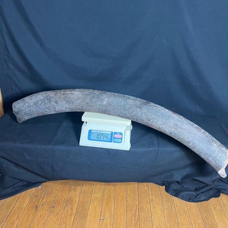  rare nau man elephant ivory fossil total length 102. weight 10.74kg specimen history materials 