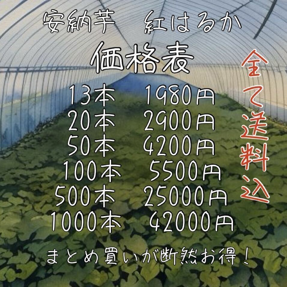 【②4/22〜4/24発送】サツマイモ紅はるか100本【さつまいも苗】_画像4