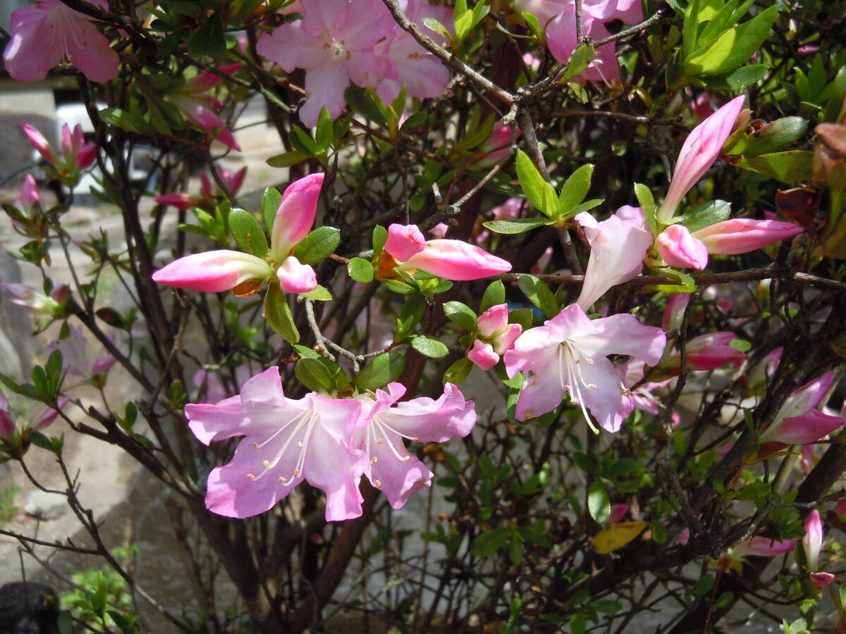  сверло sima азалия Sakura цвет. помада .. объем АО NO.4 товар ограничен 