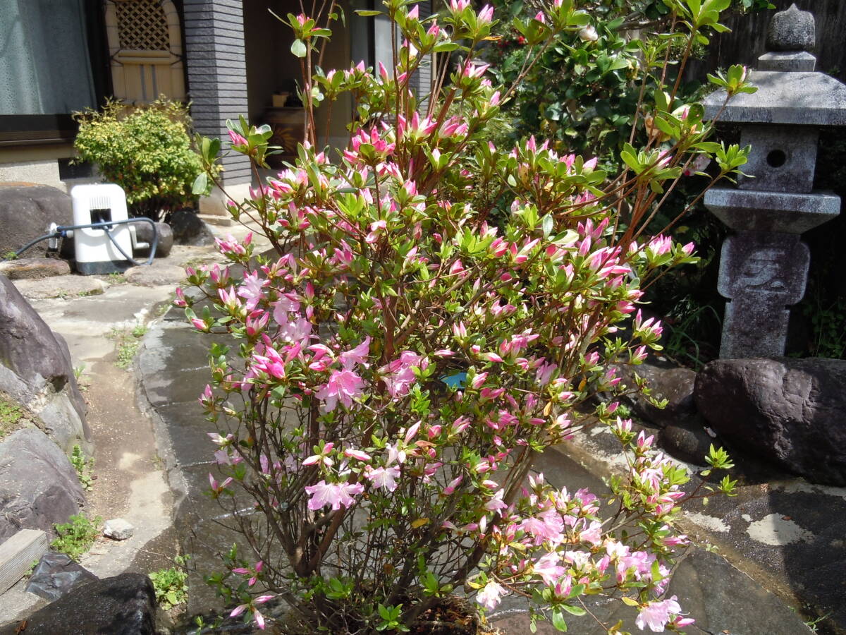  сверло sima азалия Sakura цвет. помада .. объем АО NO.4 товар ограничен 