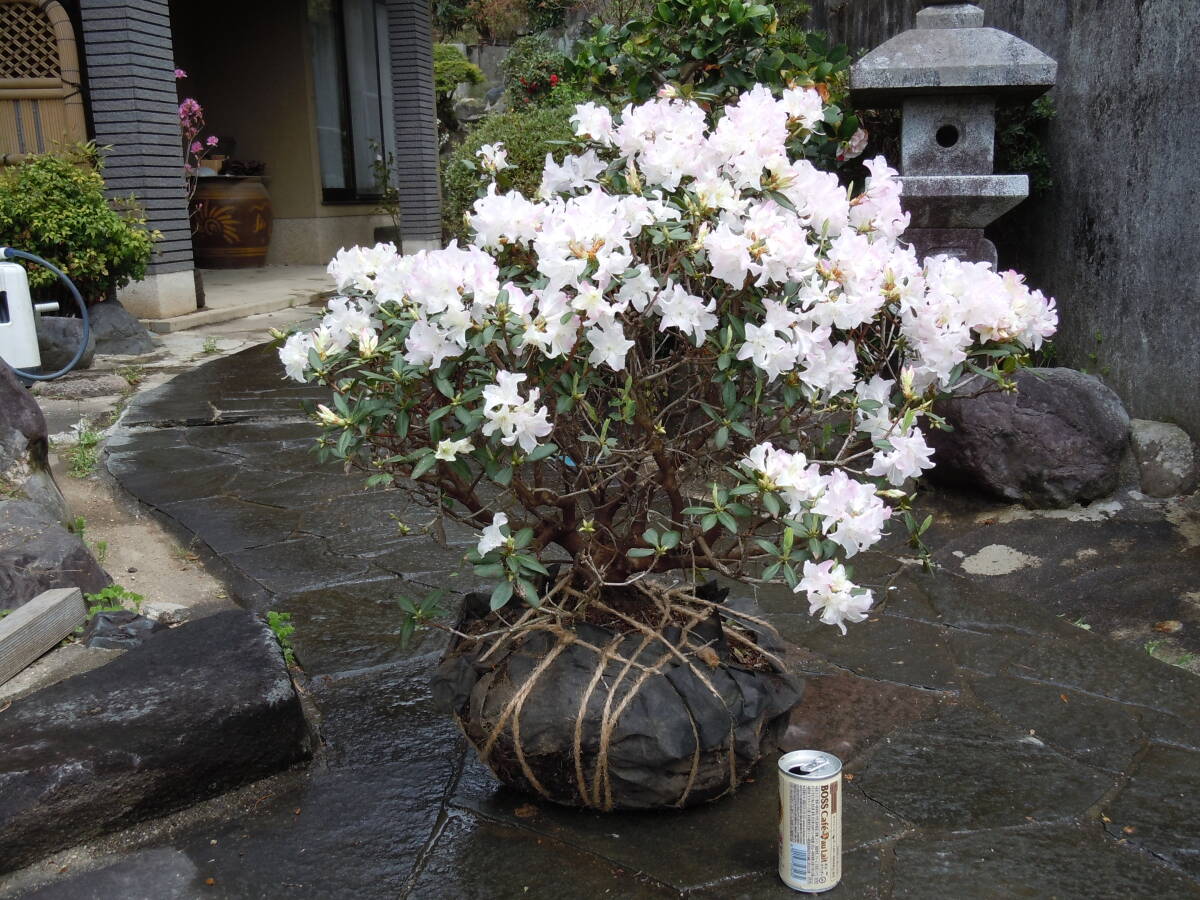  редкий дерево * розовый hikage азалия * следующий раз трудно найти . товар примечание 4/18 фотосъемка Hokkaido, отдаленный остров, Okinawa не возможно 