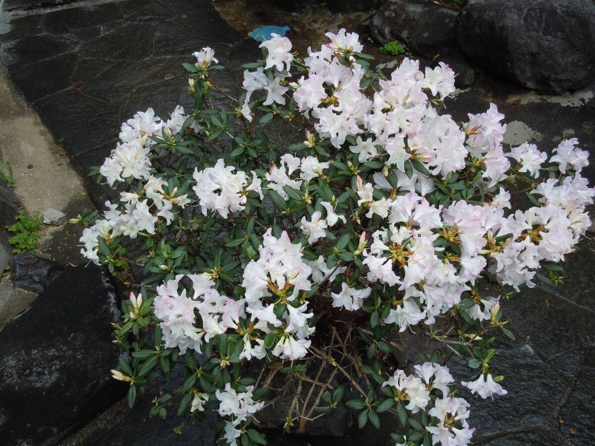  rare tree * pink hikage azalea * next times hard-to-find . goods note 4/18 photographing Hokkaido, remote island, Okinawa un- possible 