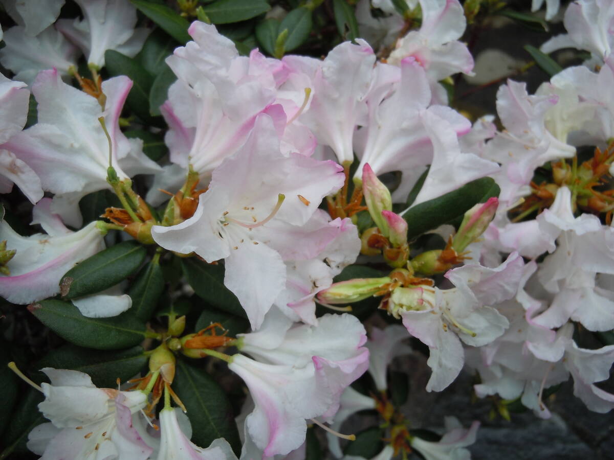  rare tree * pink hikage azalea * next times hard-to-find . goods note 4/18 photographing Hokkaido, remote island, Okinawa un- possible 