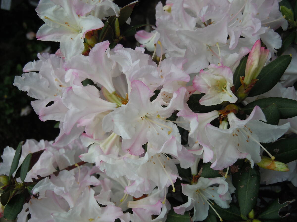  rare tree * pink hikage azalea * next times hard-to-find . goods note 4/18 photographing Hokkaido, remote island, Okinawa un- possible 