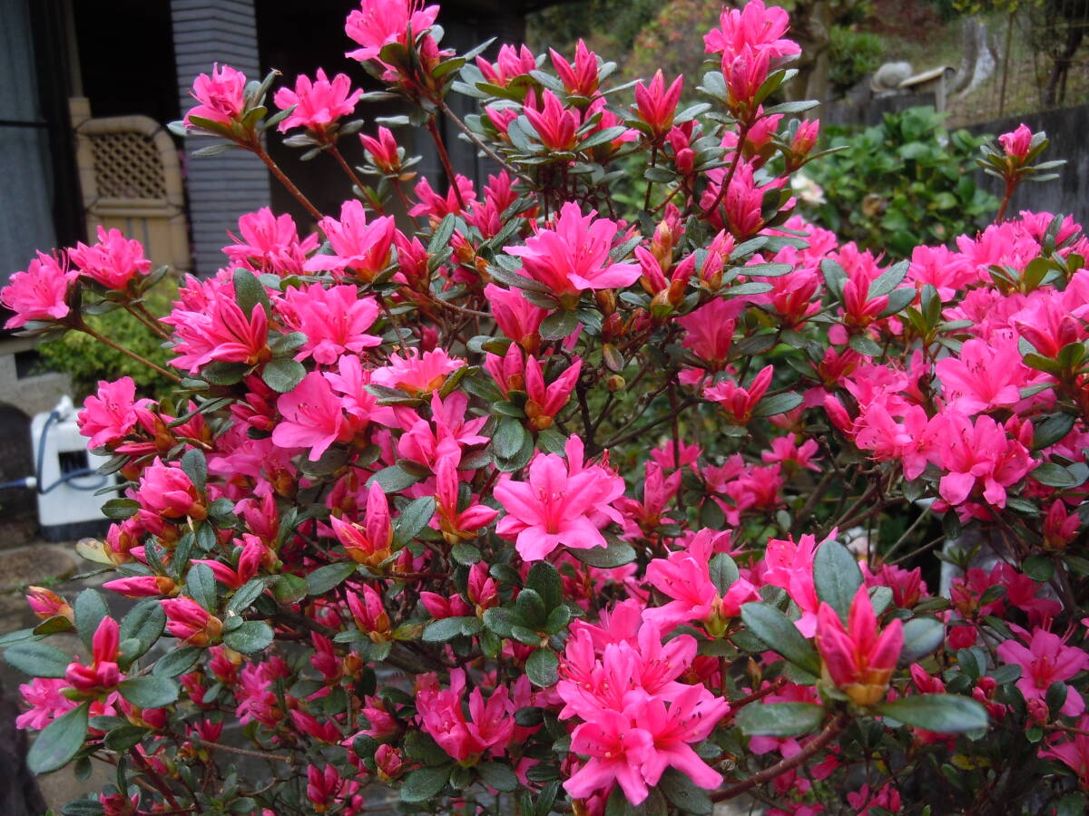 キリシマツツジ 鮮烈なピンク花 高さ約1.25ｍ 花つき 注 4/21撮影 現品限りの画像5