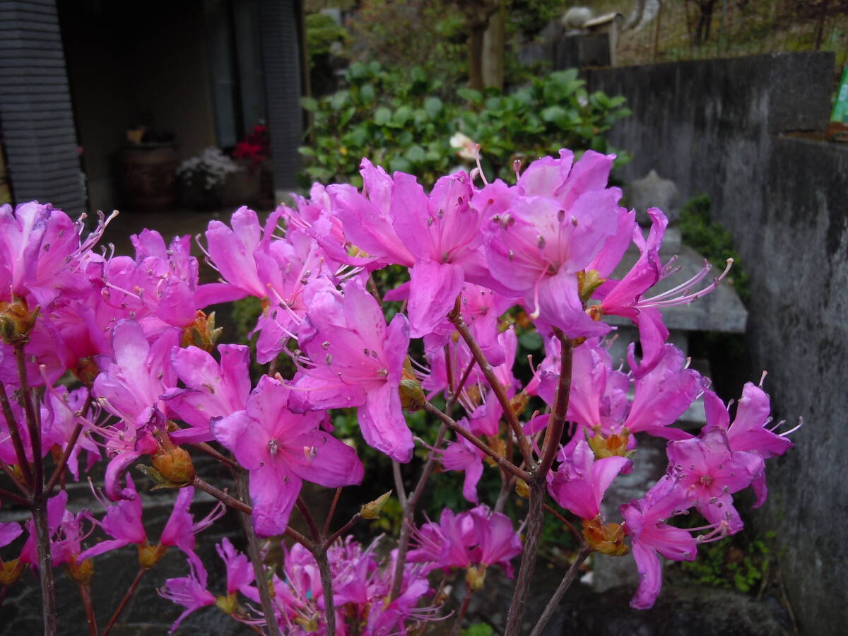 希少色 ミツバツツジ ムラサキ花 流通が少なく貴重です 注意 北海道、離島、沖縄不可 現品限り 4/21撮影の画像1