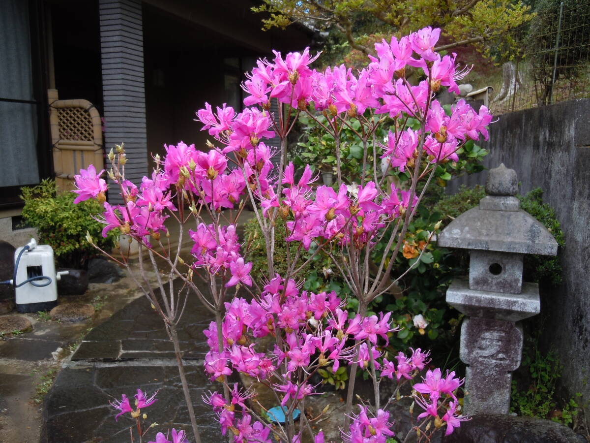 希少色 ミツバツツジ ムラサキ花 流通が少なく貴重です 注意 北海道、離島、沖縄不可 現品限り 4/21撮影の画像3