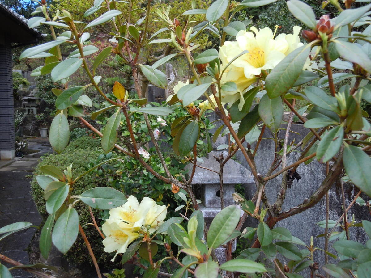 希少シャクナゲ 黄花 サフロンクイーン 花芽つき 特大株の画像2