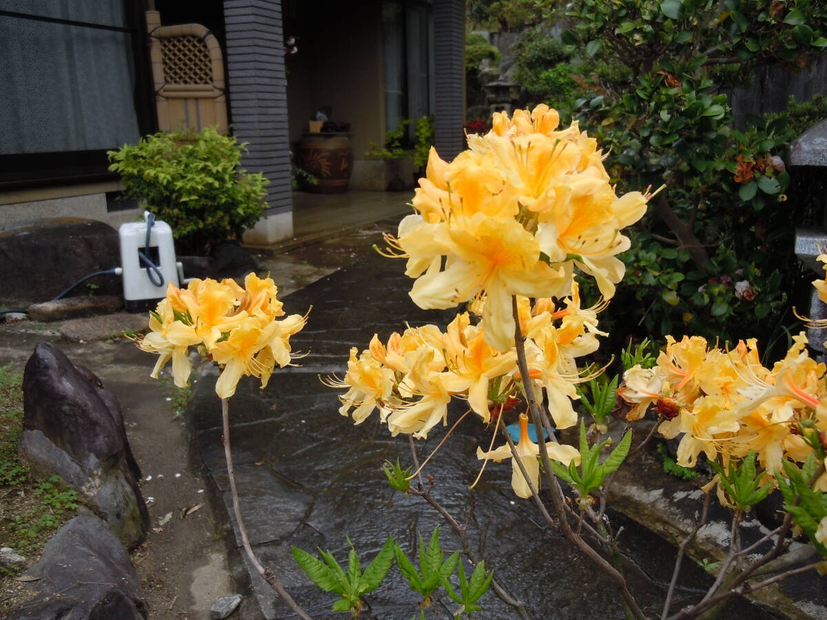 希少ツツジ ♪ エクスバリーツツジ ♪花芽いっぱい 希少色 黄花 注意 4/27 撮影の画像1