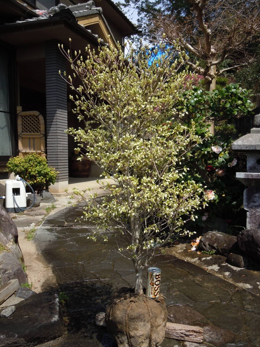 お花いっぱい ♪ ドウダンツツジ ♪ 高さ1.15ｍ 鉢底から 格安の画像6