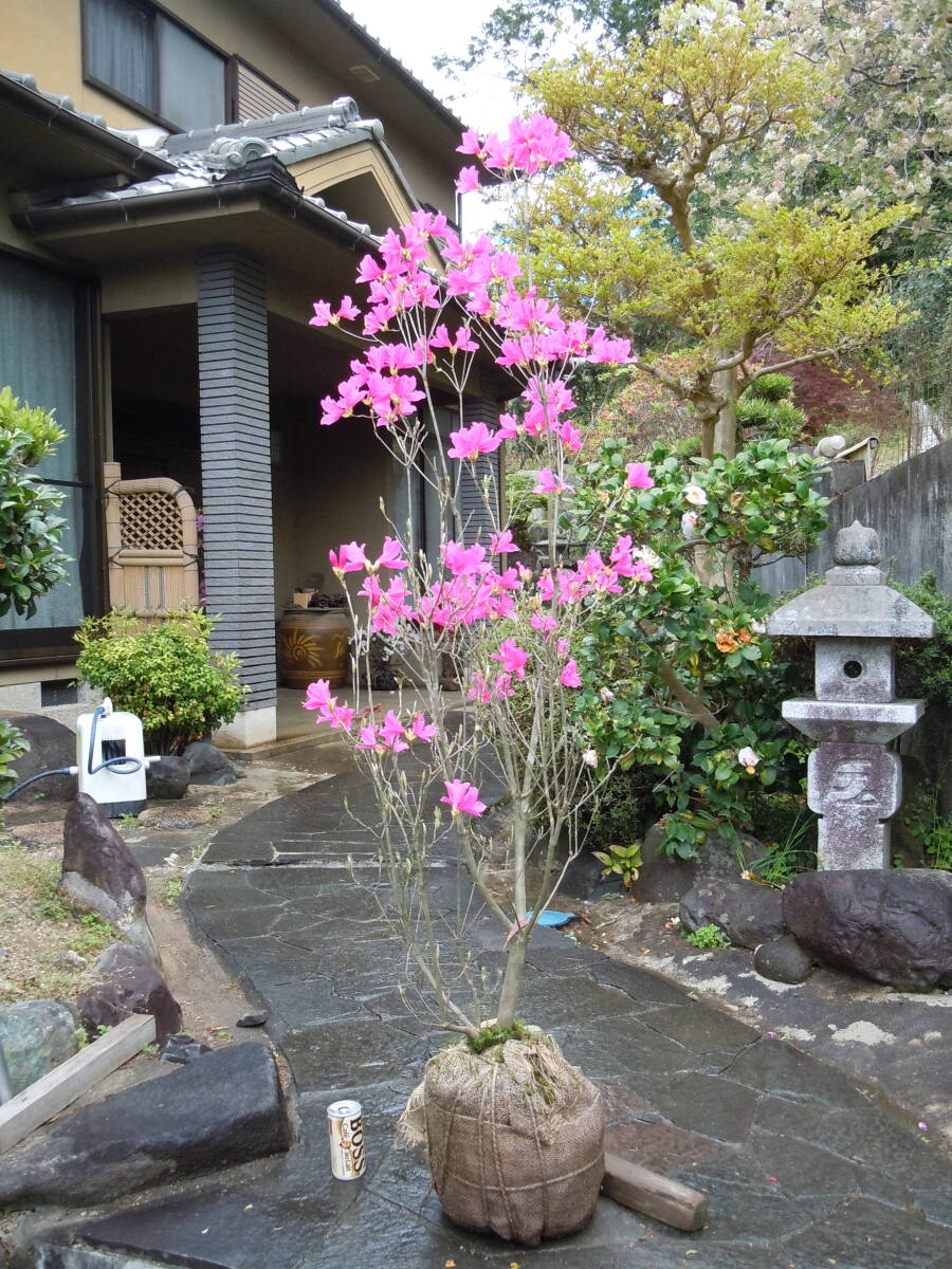  редкий азалия * мир рисовое поле Mitsuba азалия * красный фиолетовый цветок чрезвычайно Ryuutsu маленький товар вид примечание 4/21 фотосъемка следующий год для 