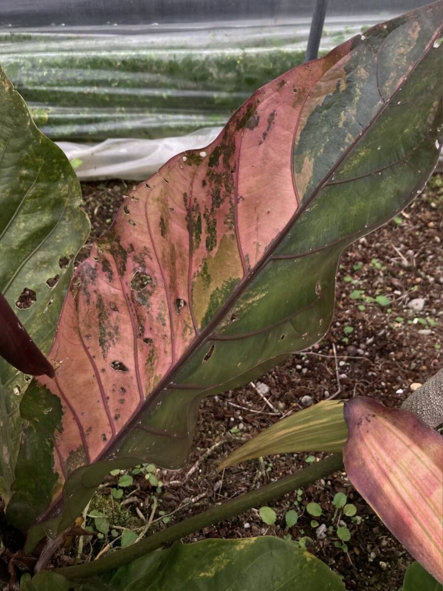 実生の黒葉系統アンスリウム 斑入り フーケリー 3株セット Anthurium 'hookeri' black variegated_画像1