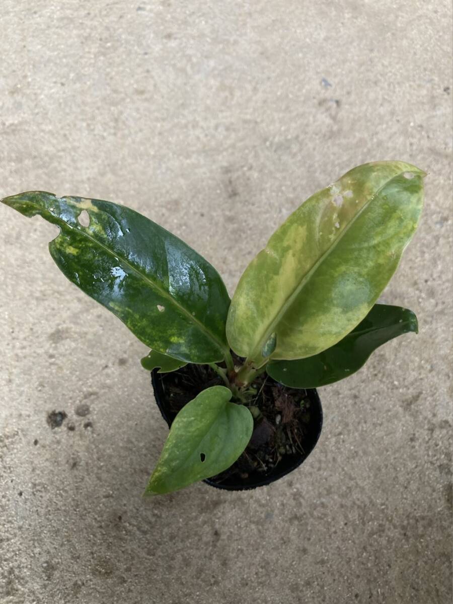 実生の黒葉系統アンスリウム 斑入り フーケリー 2株セット Anthurium 'hookeri' black variegatedの画像6