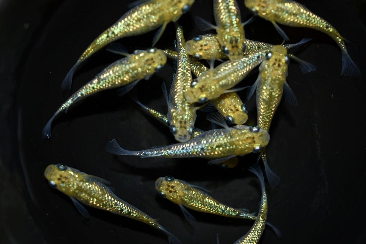 【上州・貴めだか 】【普通鰭】『夜桜ゴールド 極ラメ』 有精卵30個＋補償分30個＋α ※非常に明るい金色でラメがぎっしりです！の画像5