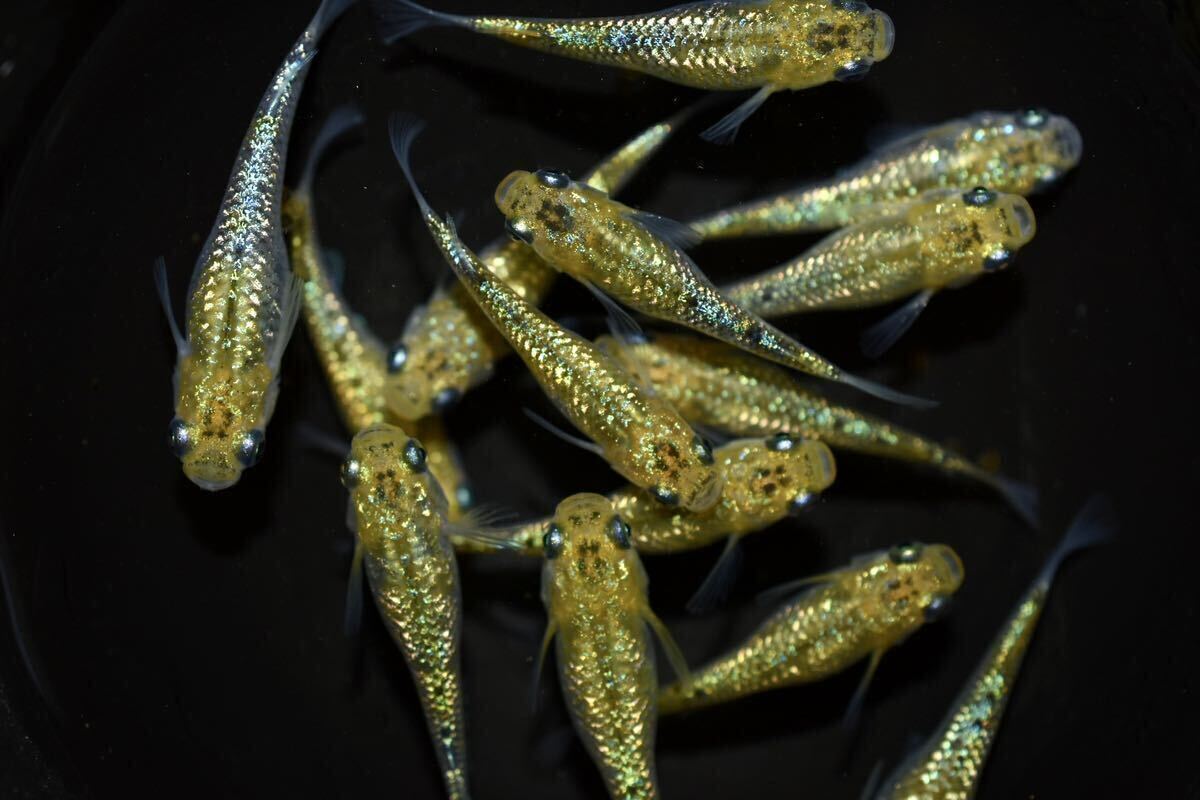 【上州・貴めだか 】【普通鰭】『夜桜ゴールド 極ラメ』 有精卵25個＋補償分25個＋α ※非常に明るい金色でラメがぎっしりです！の画像3