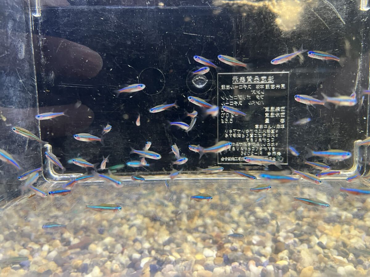 [10 pcs set ] special price! Colombia flight WILD green neon Tetra 1.5-1.8cm