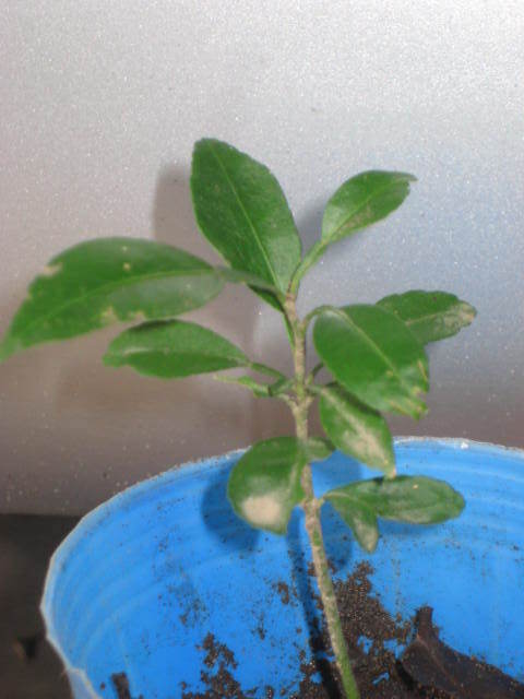 Nog220301:柚子 ゆず ユズ 実生苗 １～２年もの 強い香り 無農薬 １本の画像4