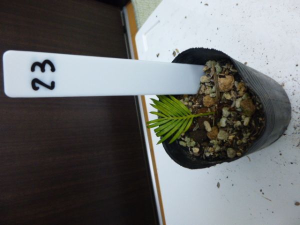 ☆☆価格！！格安３～４年物NO.  黄金ソテツ 稀少 幼苗 蘇鉄  南国風 植物 観葉植物☆☆NO,23 基本第4種の画像2