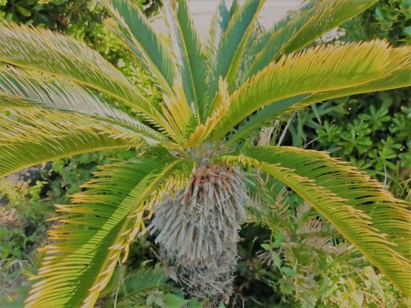 ☆☆価格！！格安３～４年物NO.  黄金ソテツ 稀少 幼苗 蘇鉄  南国風 植物 観葉植物☆☆NO,23 基本第4種の画像7