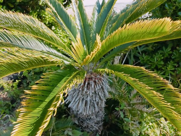 ☆☆価格！！格安３～４年物NO.  黄金ソテツ 稀少 幼苗 蘇鉄  南国風 植物 観葉植物☆☆NO,23 基本第4種の画像9