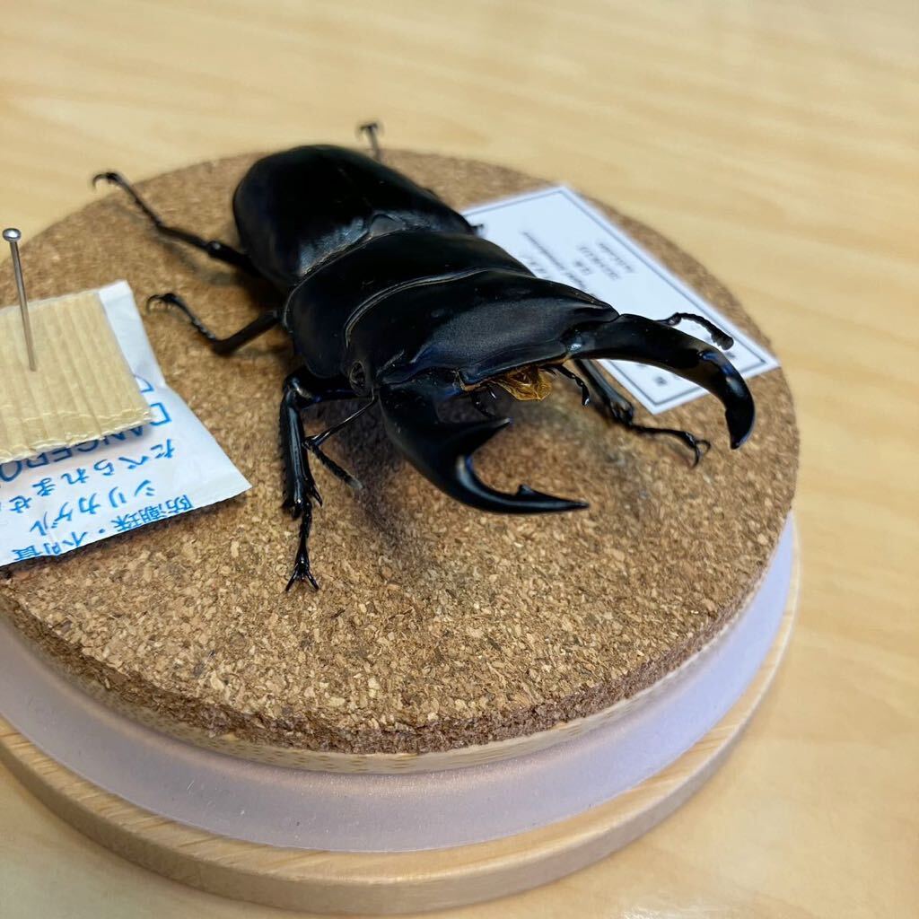 [ insect specimen ] oo stag beetle glass case entering 