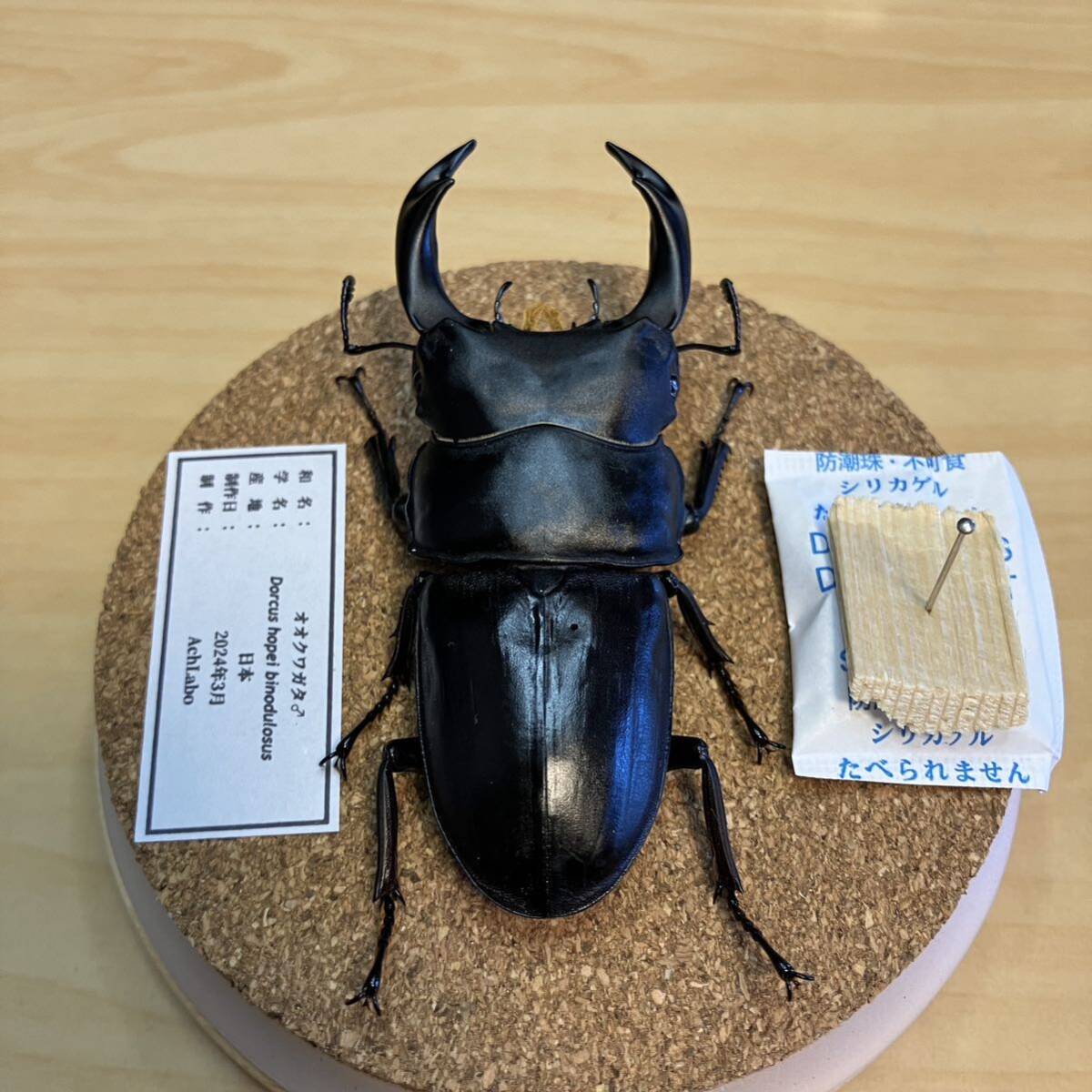 [ insect specimen ] oo stag beetle glass case entering 