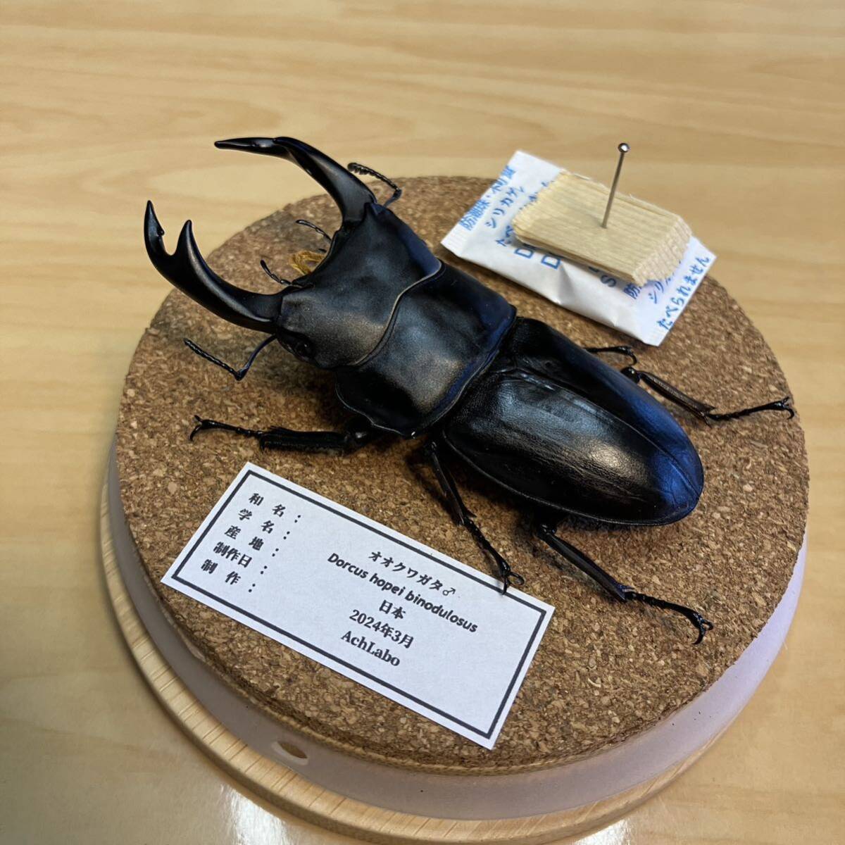 [ insect specimen ] oo stag beetle glass case entering 