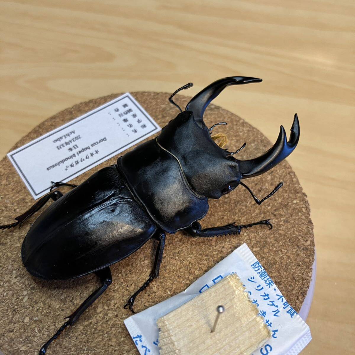 [ insect specimen ] oo stag beetle glass case entering 