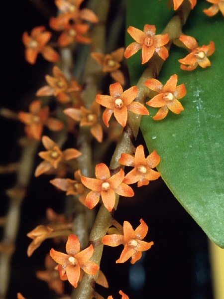 洋蘭 原種 Aerangis hildebrandii 花付きの画像1