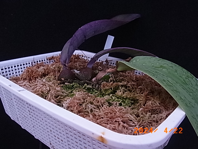 洋蘭原種  Bulb.phalaenopsis 'Voodoo' BM/JOGAの画像4