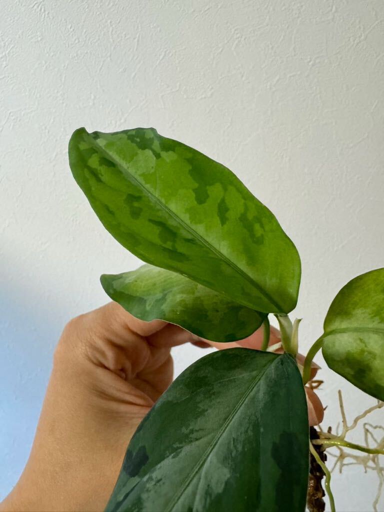 【LA便ネームド株】Endor ◆ Aglaonema pictum “Endor“ Aceh sumatera【La0915-03j】◇ アグラオネマ◆の画像3