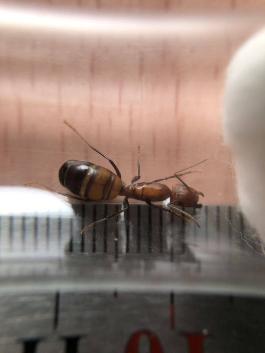 Camponotus nicobarensis ニコバレシスオオアリ 新女王1匹 【死着保証あり】の画像1
