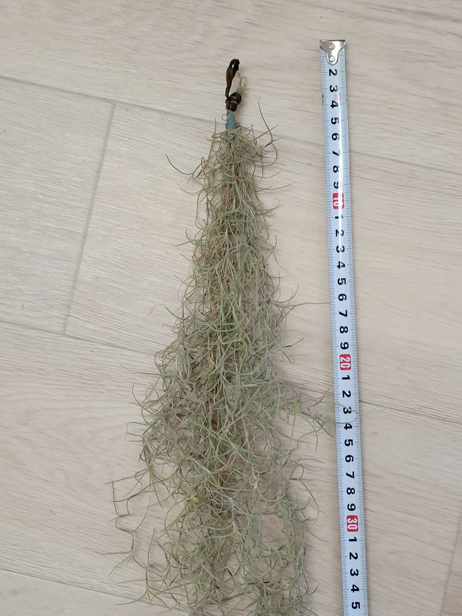 【ティランジア・ウスネオイデス細葉】 Tillandsia usneoides エアプランツ チランジア スパニッシュモス ブロメリア科 サルオガセモドキ の画像3