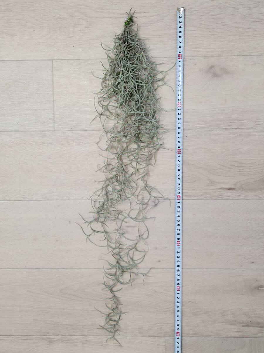 【ティランジア・ウスネオイデス】 Tillandsia usneoides エアプランツ ティランジア スパニッシュモス ブロメリア科 サルオガセモドキ_画像5