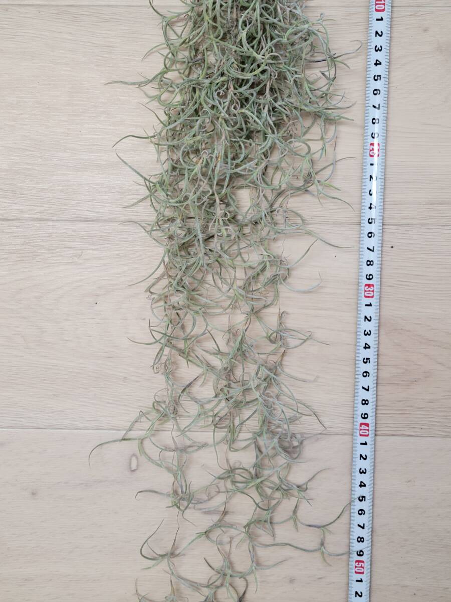 【ティランジア・ウスネオイデス】 Tillandsia usneoides エアプランツ ティランジア スパニッシュモス ブロメリア科 サルオガセモドキ_画像3