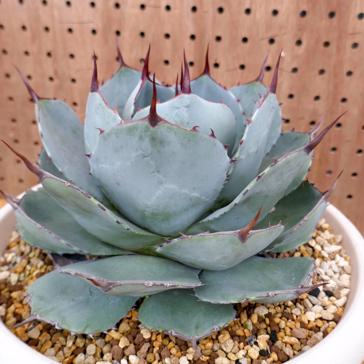 240403【特選 US株】Agave parryi truncata アガベ パリートランカータ の画像7