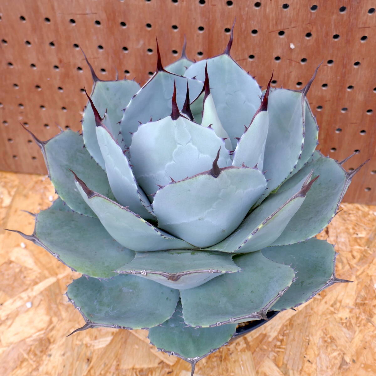 240404【特選 US株】Agave parryi truncata アガベ パリートランカータ の画像5