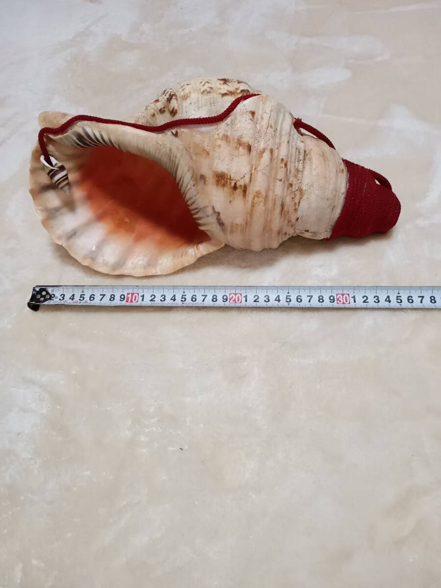 法螺貝 ほら貝 全長36cm 大きめ 巻貝 魔除けの画像4