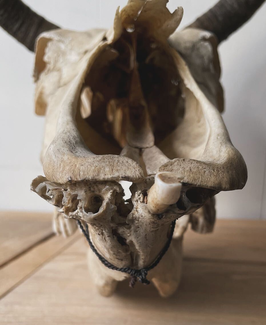 骨格標本 頭骨 剥製 雄牛