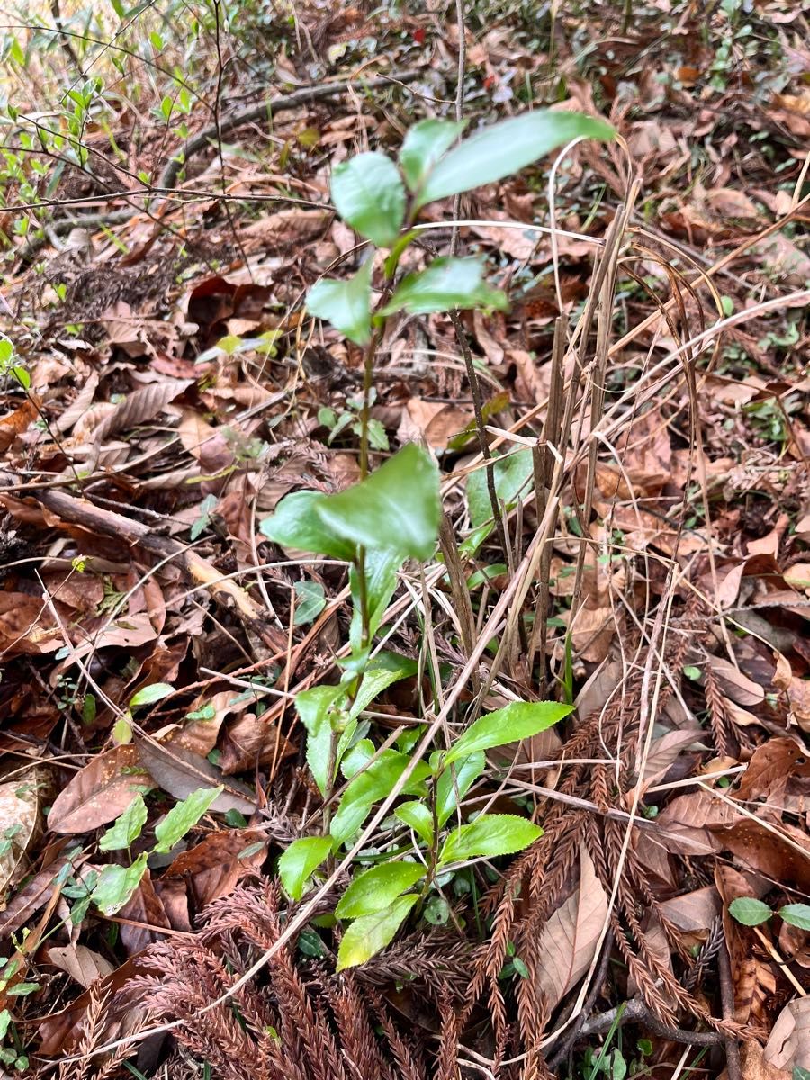 榊苗　さかき　3本