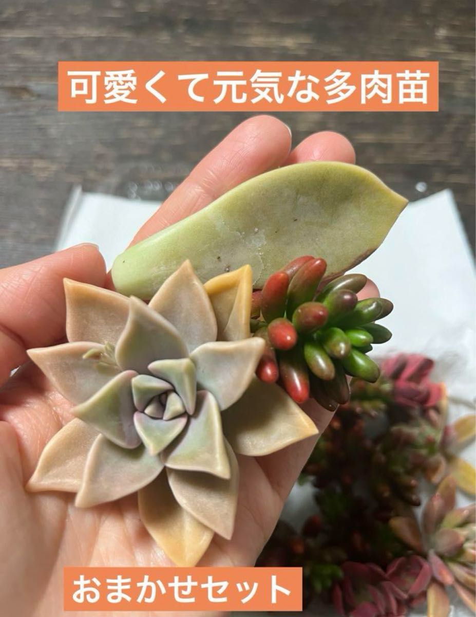 多肉植物　カット苗　葉押し　5種類程度