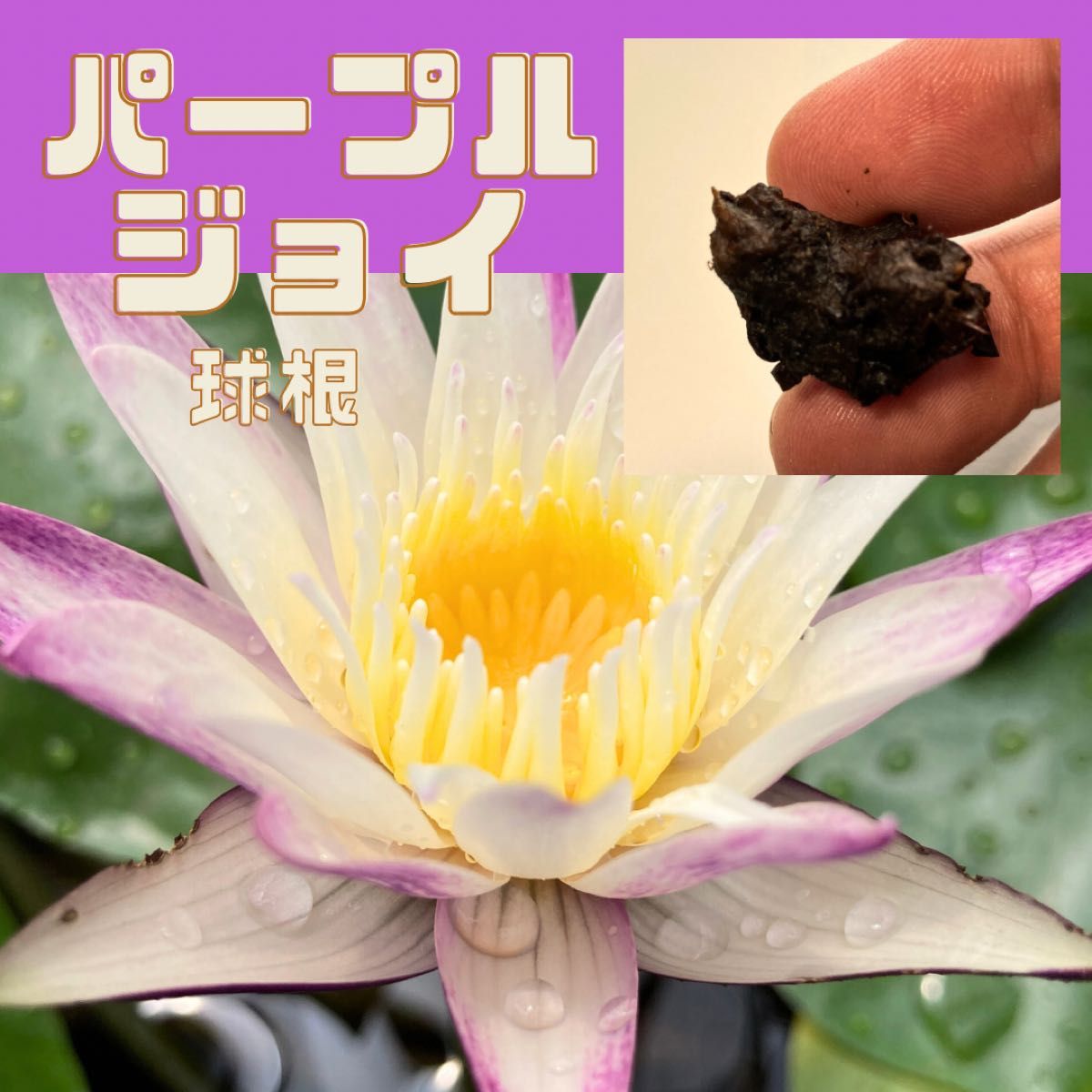 スイレン パープルジョイ　球根 ニムファ 睡蓮 睡蓮 スイレン 苗 水生植物 蓮 花蓮