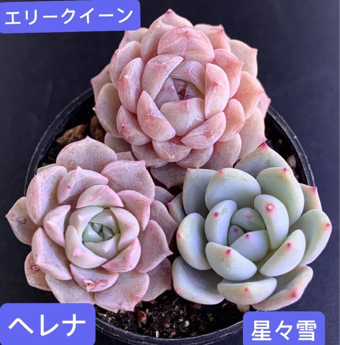 限定SALE 3苗セット968円 新入荷韓国苗 エリークイーン ヘレナ 限定SALE 3苗セット968円 新入荷韓国苗 エリークイーン ヘレナ