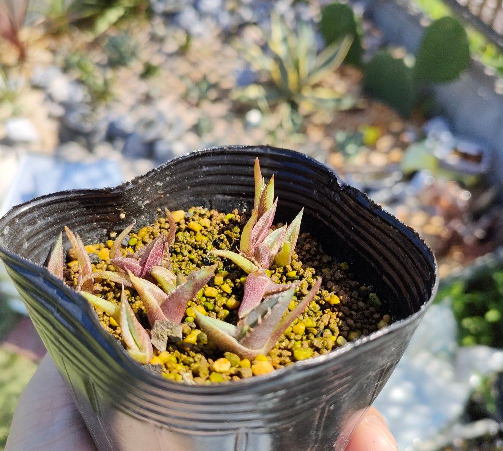 【即購入可】アガベ　チタノタドワーフの種子　50粒　オテロイの種子　50粒　セット