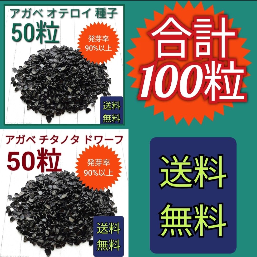 【即購入可】アガベ　チタノタドワーフの種子　50粒　オテロイの種子　50粒　セット