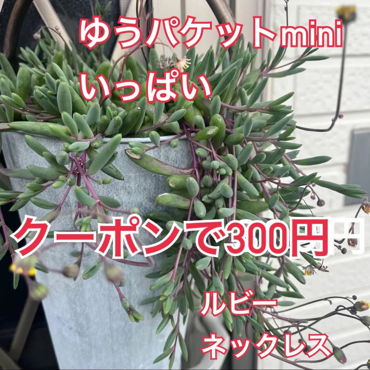 多肉植物　ルビーネックレス　カット　ゆうパケットmini 入るだけ入れます