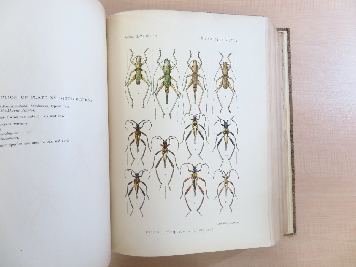 ハワイ諸島博物学図譜『Fauna Hawaiiensis』(全3冊揃)1913年 ハワイ諸島博物学図譜『Fauna Hawaiiensis』(全3冊揃)1913年