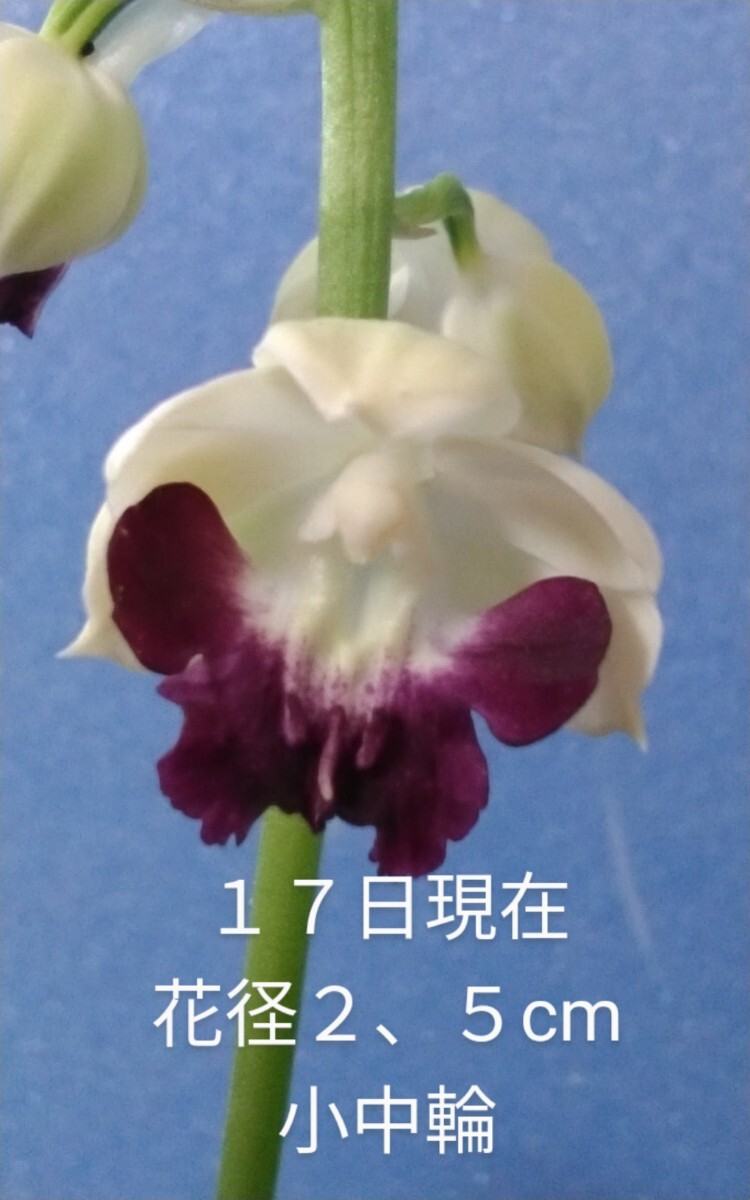 . rouge 3×. птица первый цветок цветение начало 80(...* креветка ne* весна орхидея * холод орхидея * луговые и горные травы )